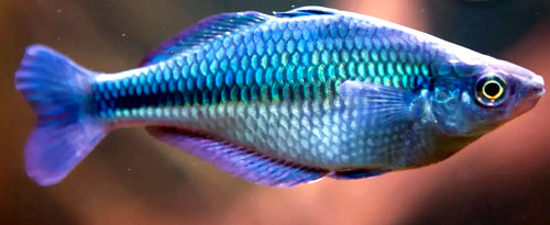 Lake kutubu rainbowfish tank - lake,