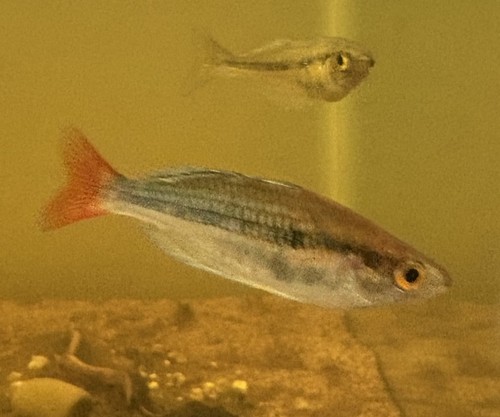 Young trio melanotaenia sp - trio,