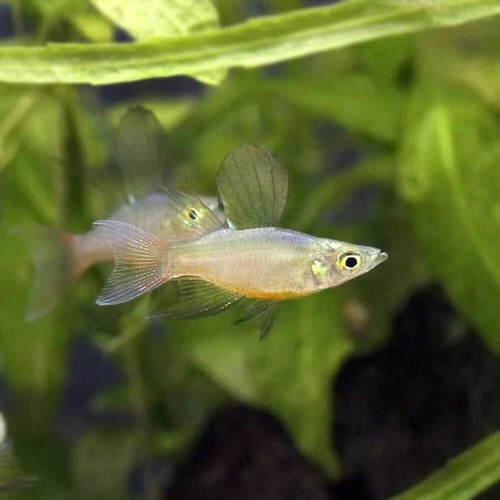 Pack balloon threadfin - 3-pack,