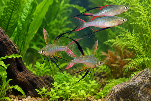 Rare threadfin rainbowfish - threadfin,