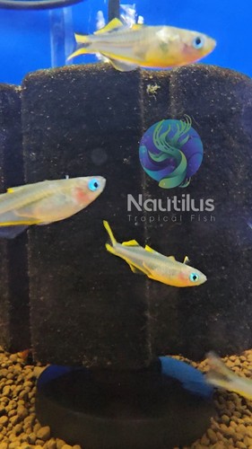 Forktail blue eye - blue,