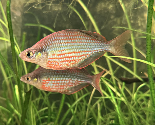 Pack dorityi rainbowfish - 3-pack,