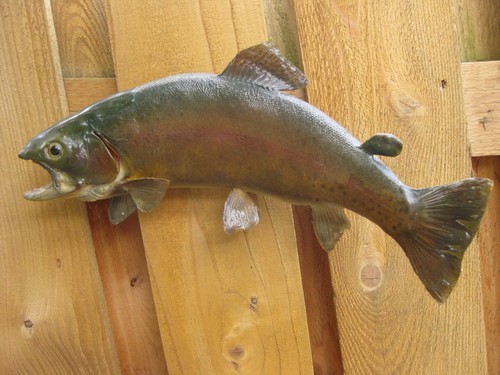 Nice real skin rainbow - nice,