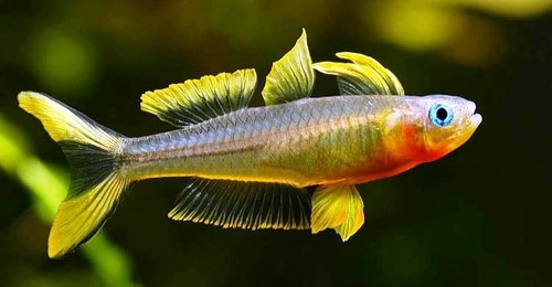 Pair forktail rainbowfish - pair,