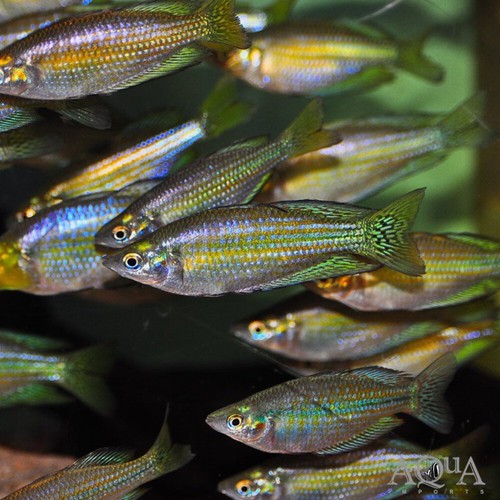 Pack australian rainbowfish - australian,