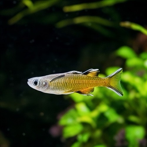Pacific blue eye rainbowfish - pacific,