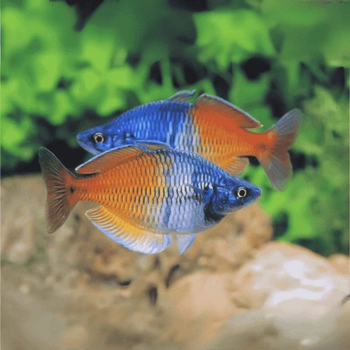 Pack boesemani rainbow - boesemani,