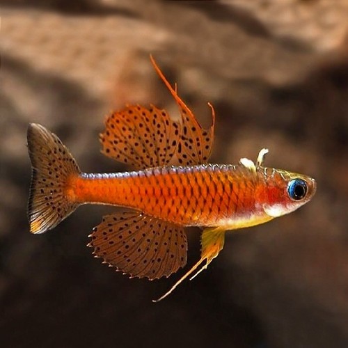 Red neon blue eye rainbowfish - neon,