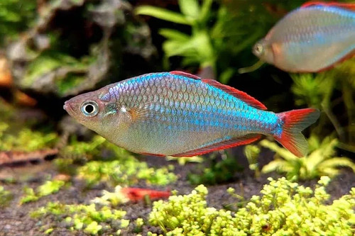 Pack dwarf neon praecox - pack,