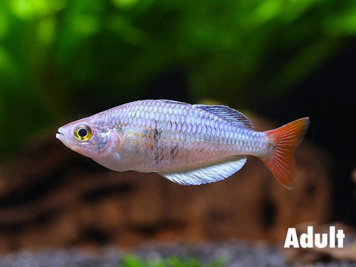 Kali tawa rainbowfish - kali,