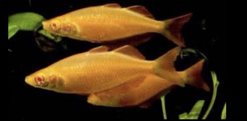 Pair albino orange - (1m/1f),
