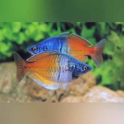 Boesemani rainbowfish school - rainbowfish, (school