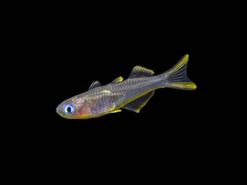 Forktail furcata blue eye - blue,