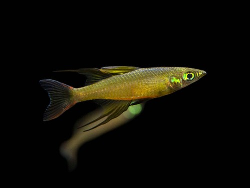 Threadfin aka featherfin - threadfin,