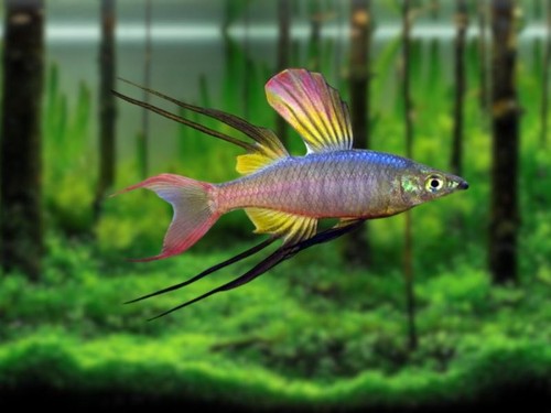 Threadfin rainblow feather - rainblow, (feather