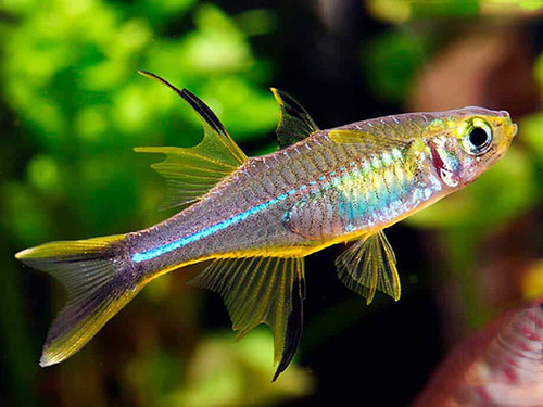 Pack celebes rainbowfish - rainbowfish, –