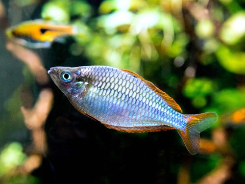 Dwarf neon praecox rainbowfish - neon,