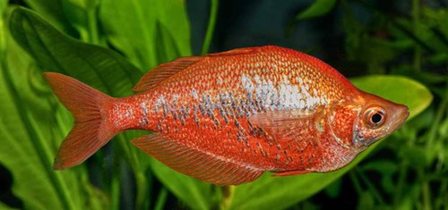 Pack new guinea red - 3-pack,
