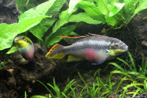 Pair rainbow - pair,