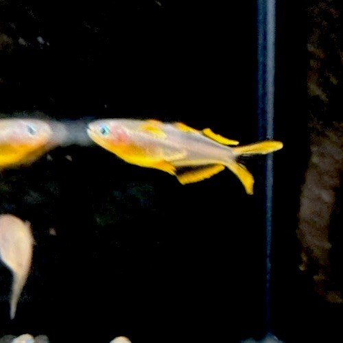 Live pseudomugil furcatus 1 - live,