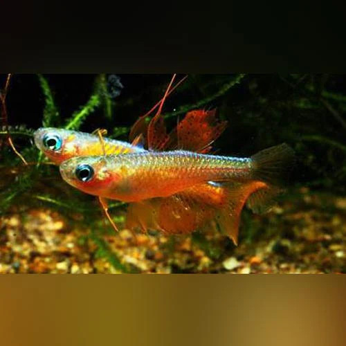 Paskai blue eye - paskai, rainbowfish