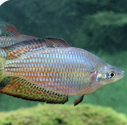 Live rainbowfish fresh - live,